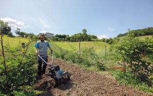 Motozappa al lavoro